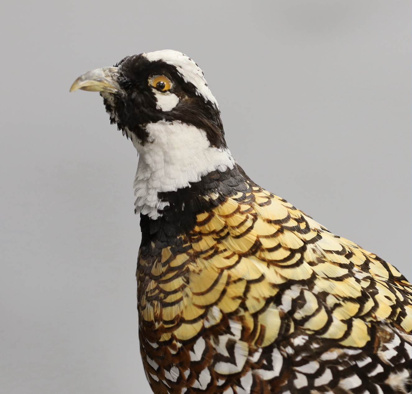 A taxidermy pheasant, 46cm